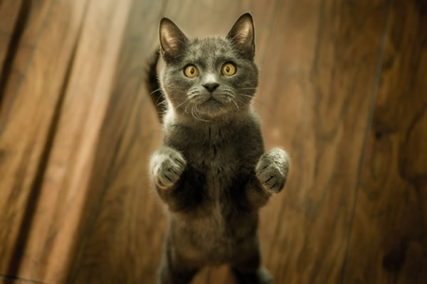 Citation de Victor Hugo sur les chats