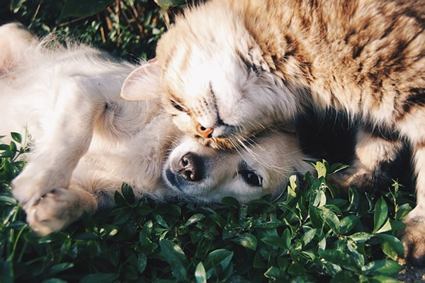 chat et chien au jardin