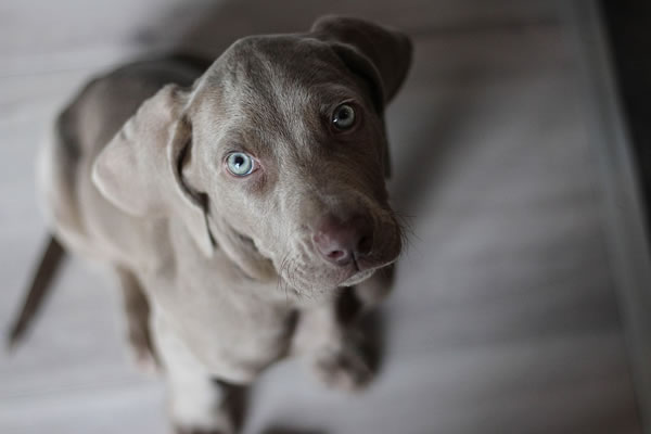 La journée du chien