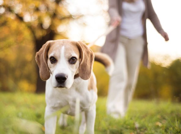 randonnée avec un chien