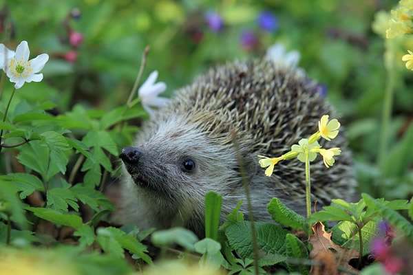 Vive le printemps