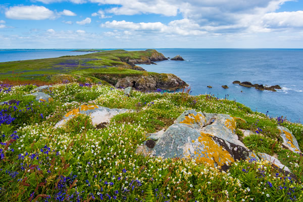 Beau paysage fleuri d'Irlande