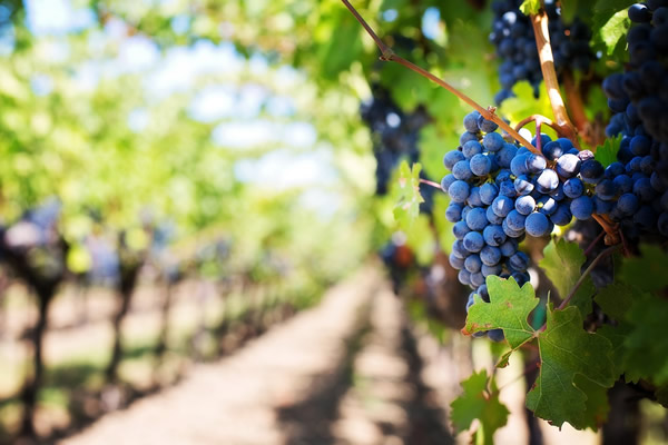 vendanges