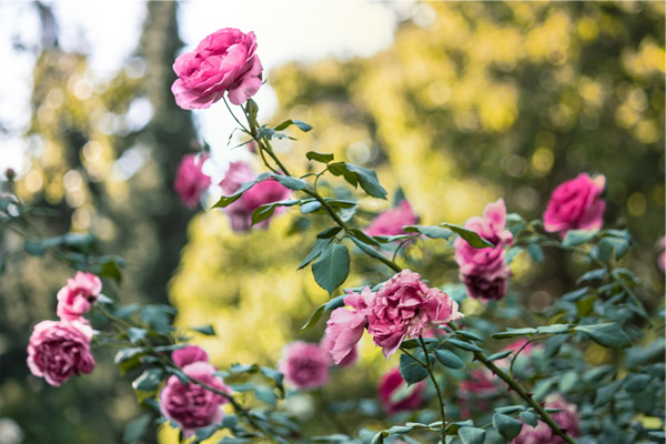Magnifiques rosier de couleur rose