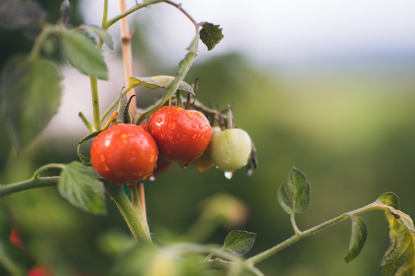 Plan de tomates au potager